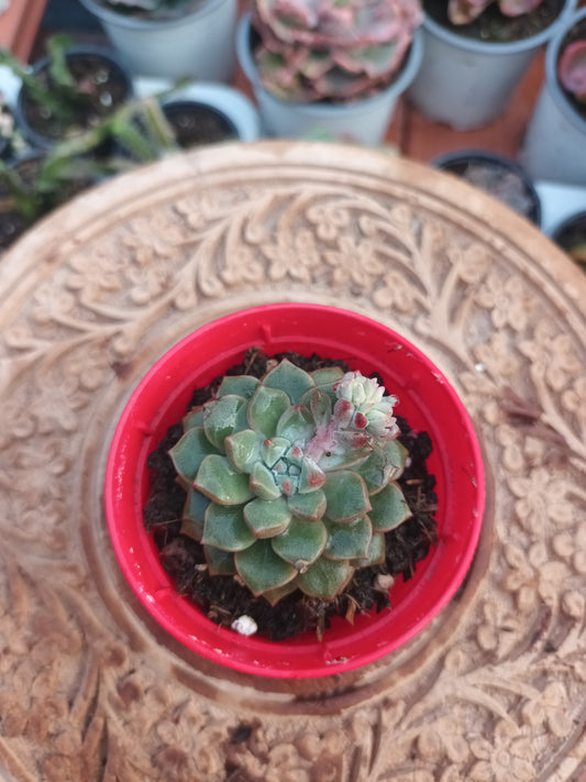 Echeveria cremneria expatriata