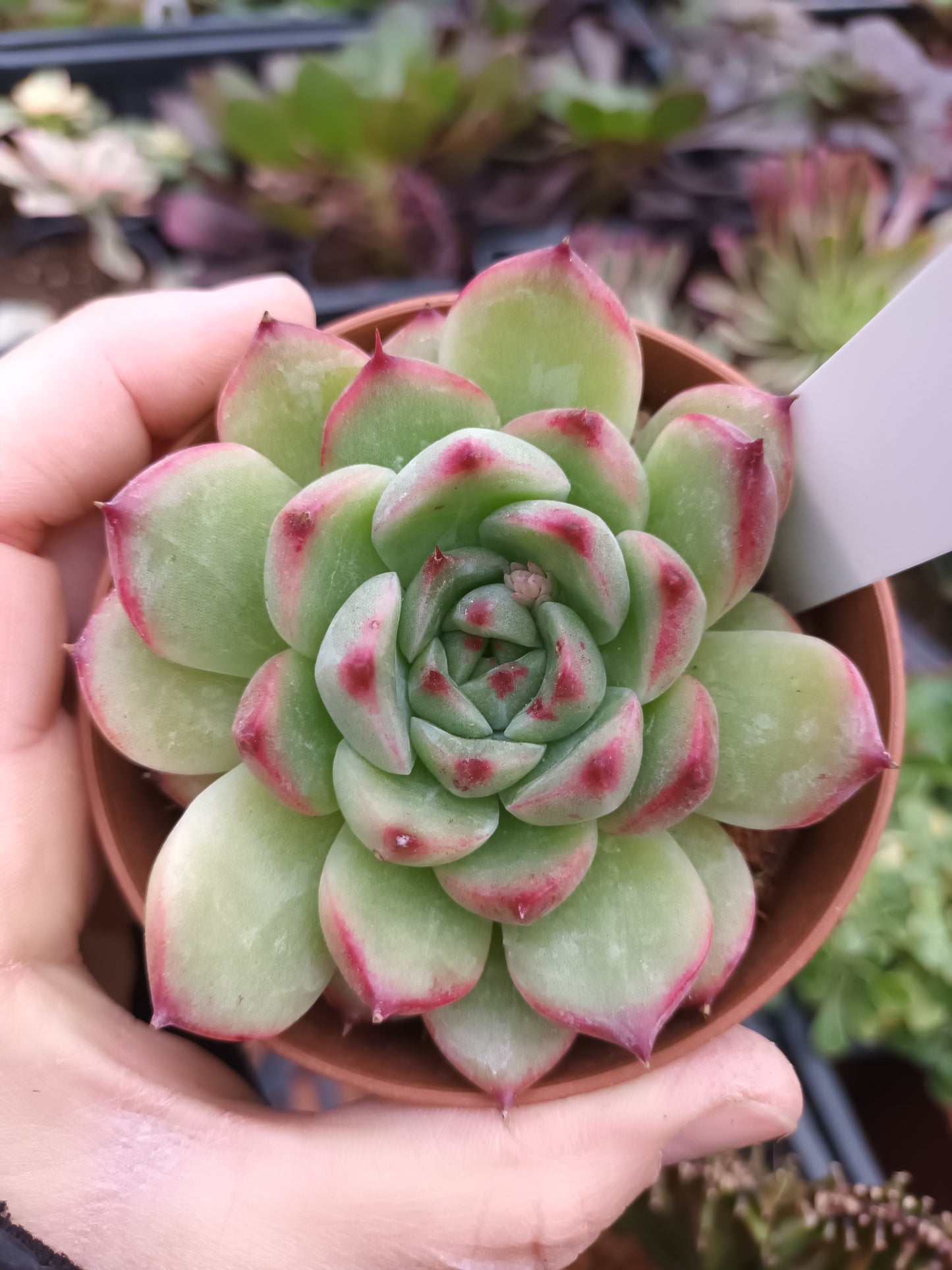 Echeveria exitazo