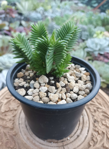 Crassula pyramidalis x congesta