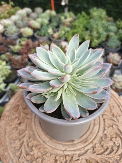 Echeveria Spark