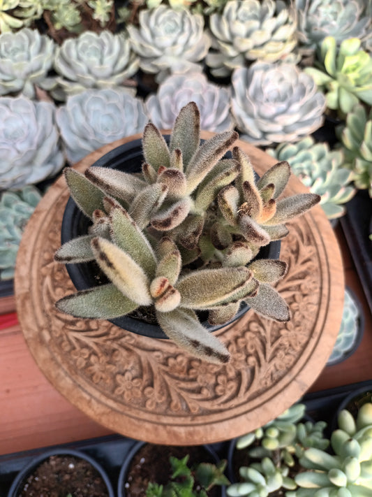 Kalanchoe Tomentosa Yellow