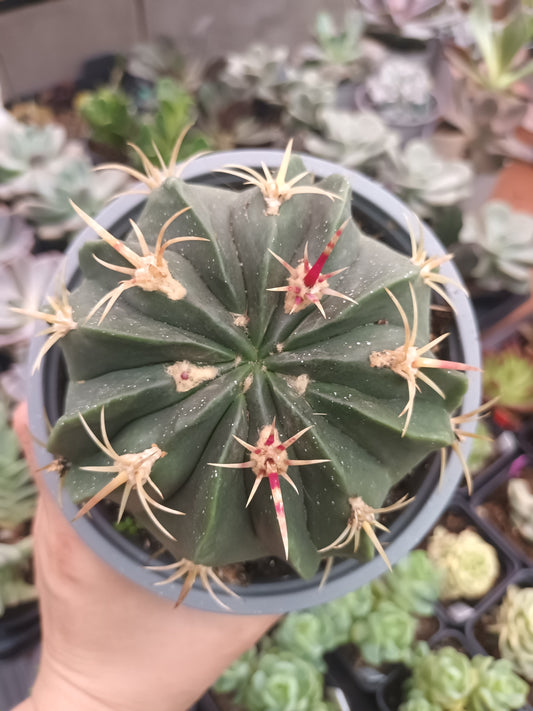 Ferocactus latispinus