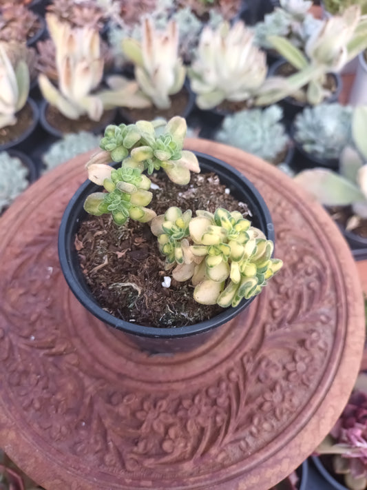 Aeonium lindley variegata