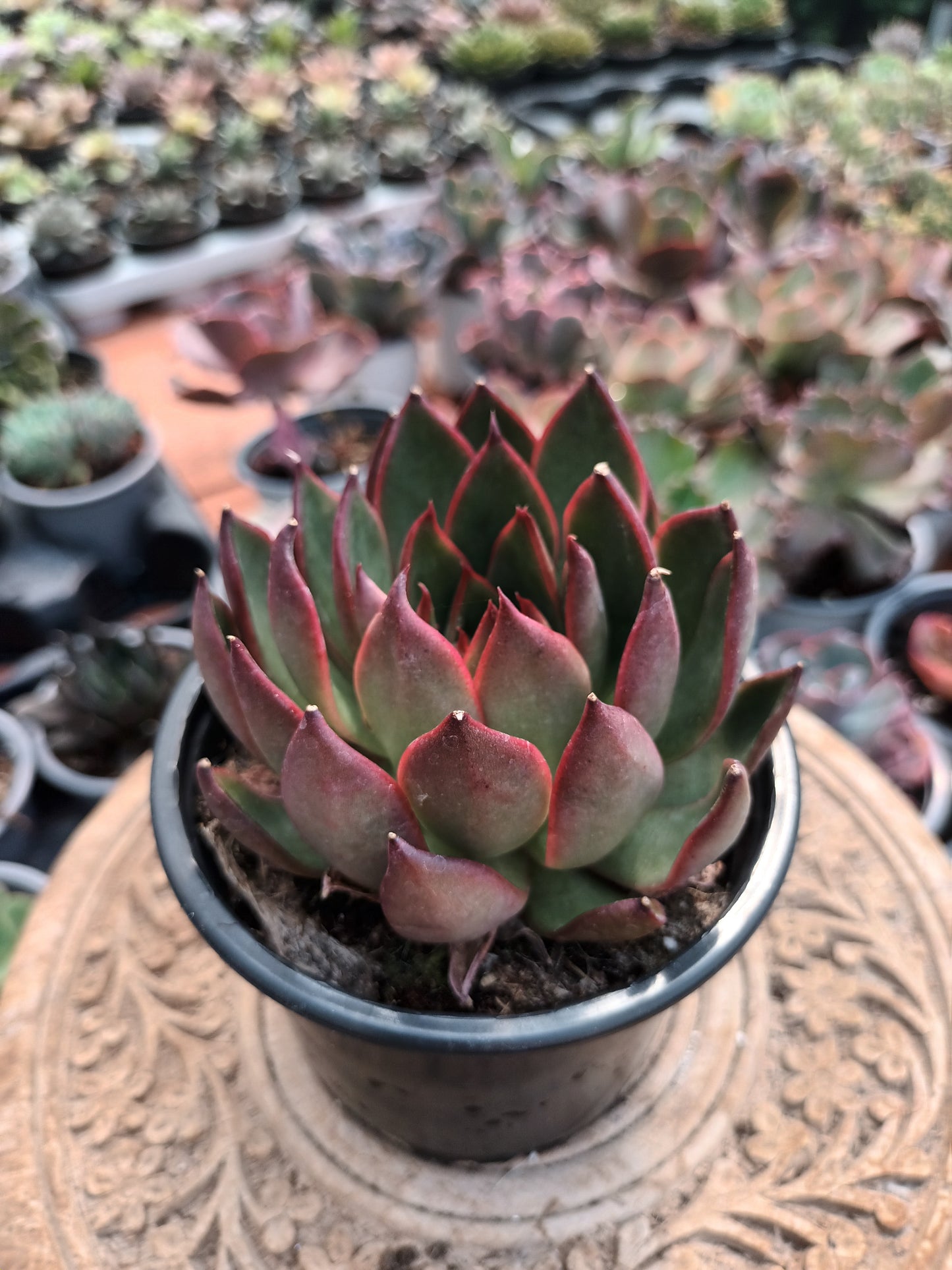 Echeveria Christmas