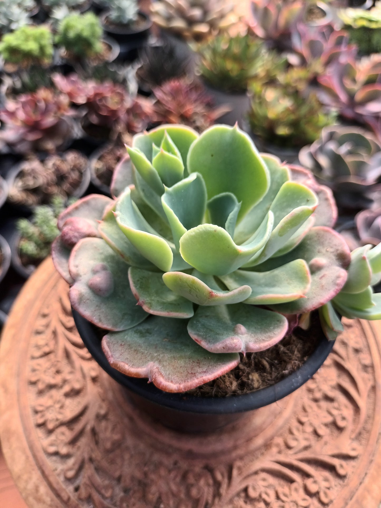 Echeveria Raindrops