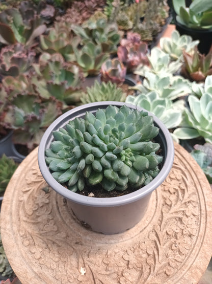 Echeveria Setosa Var. Rundelli