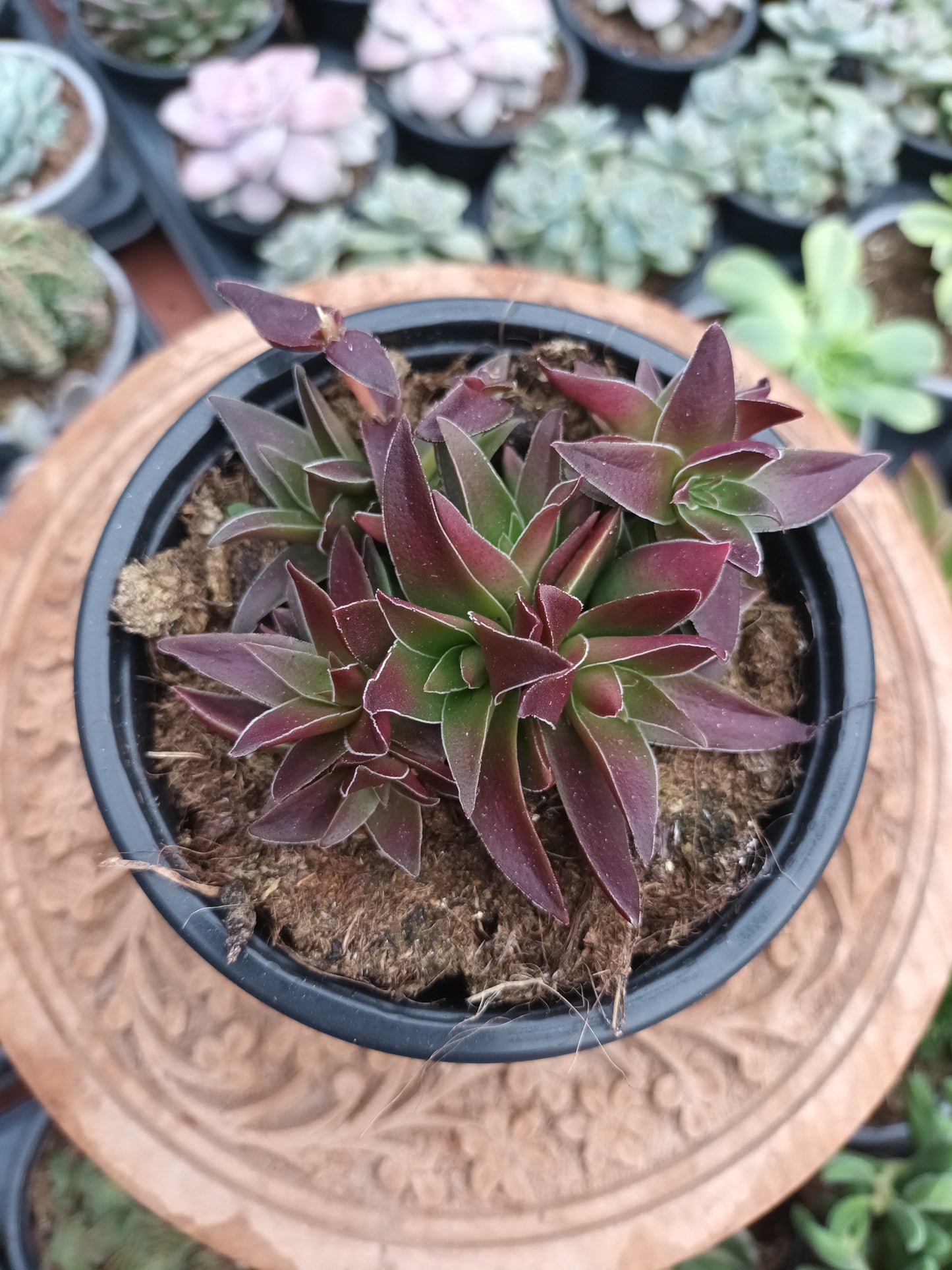 Crassula Capitela Subs. Thyrsiflora Red Pagoda