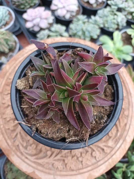 Crassula Capitela Subs. Thyrsiflora Red Pagoda