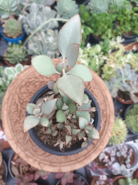Kalanchoe Cuchara de Plata