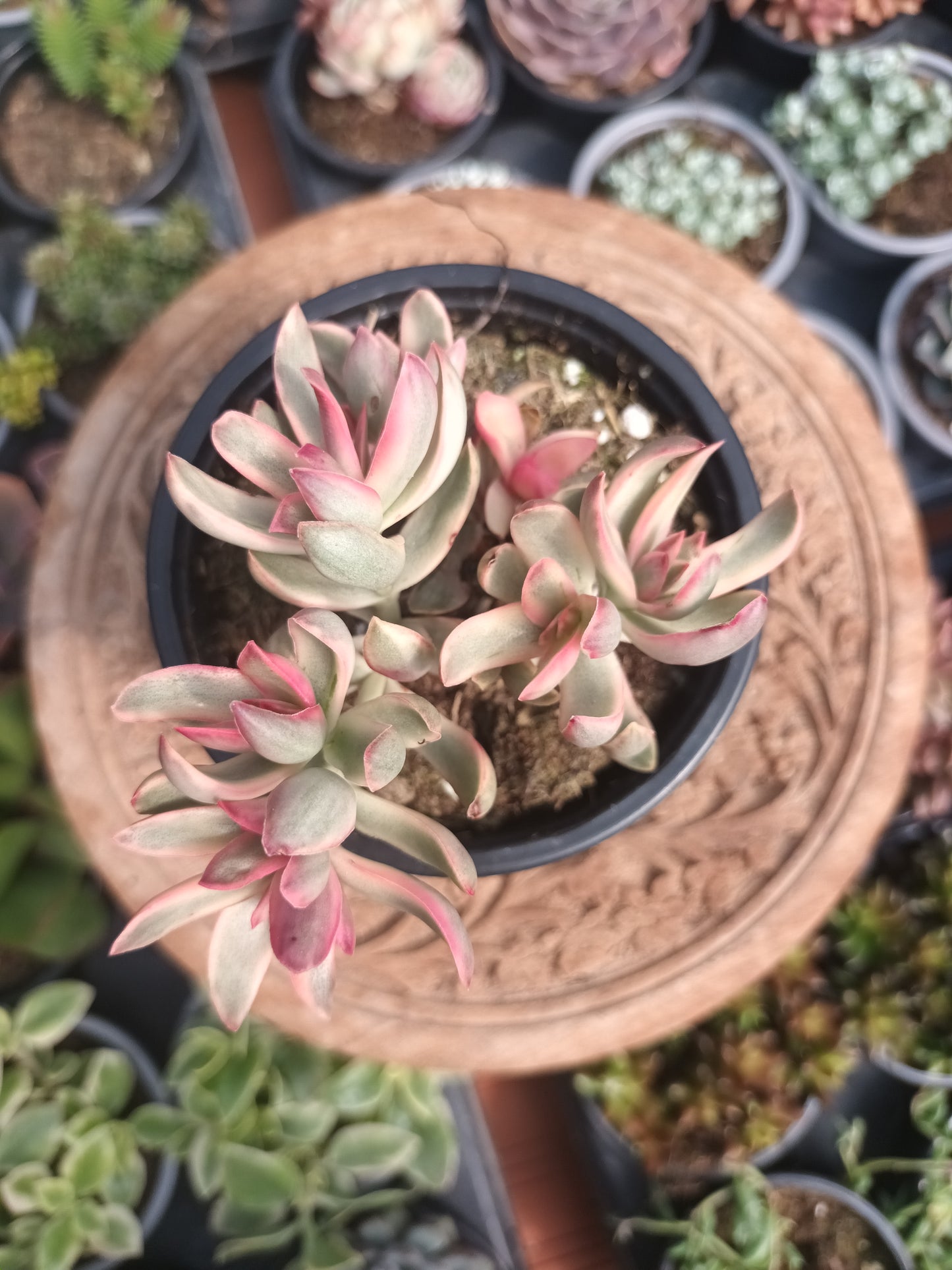 Crassula dejecta variegata