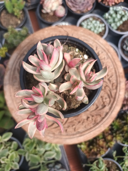 Crassula dejecta variegata