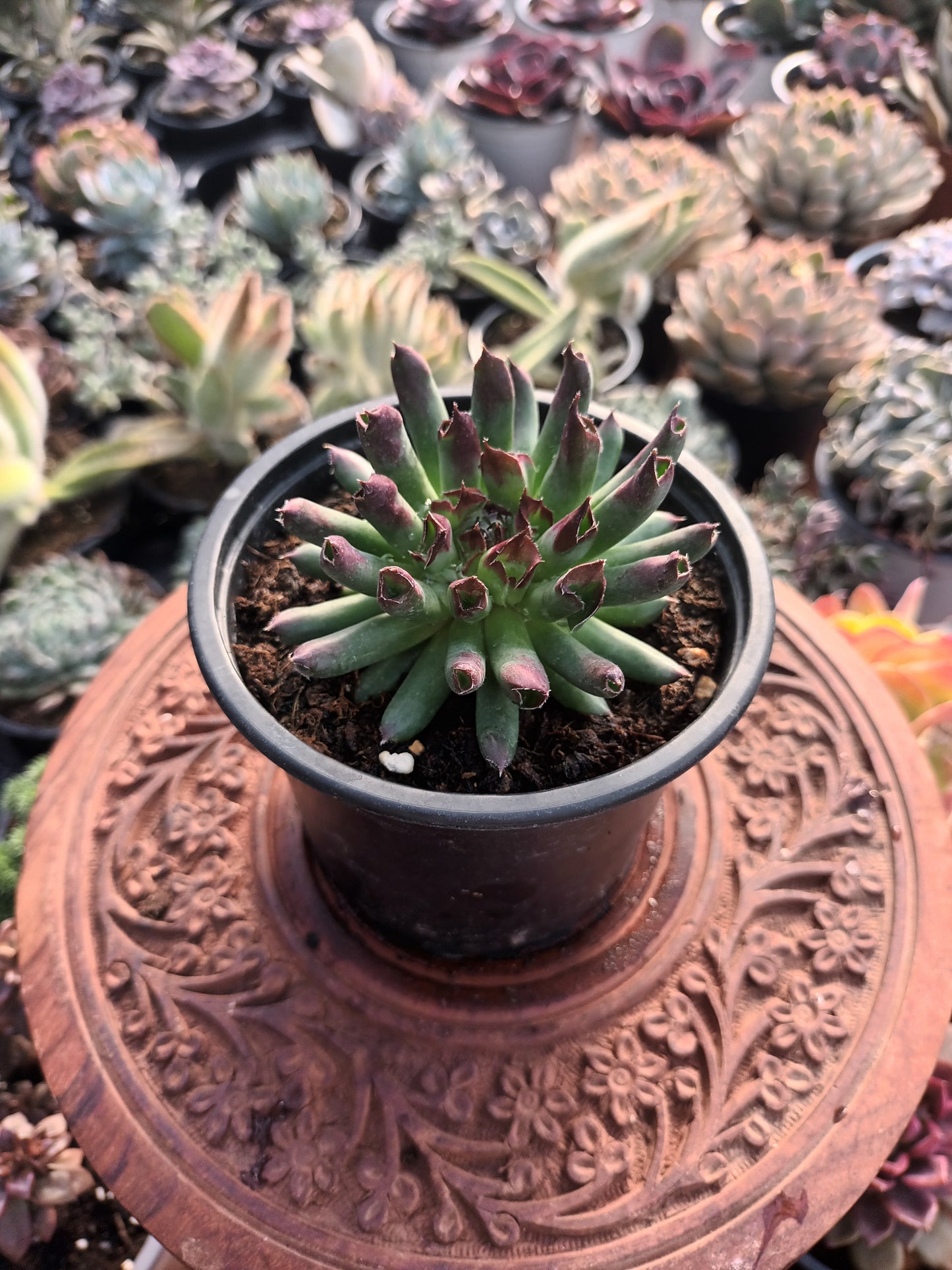 Sempervivum Oddity