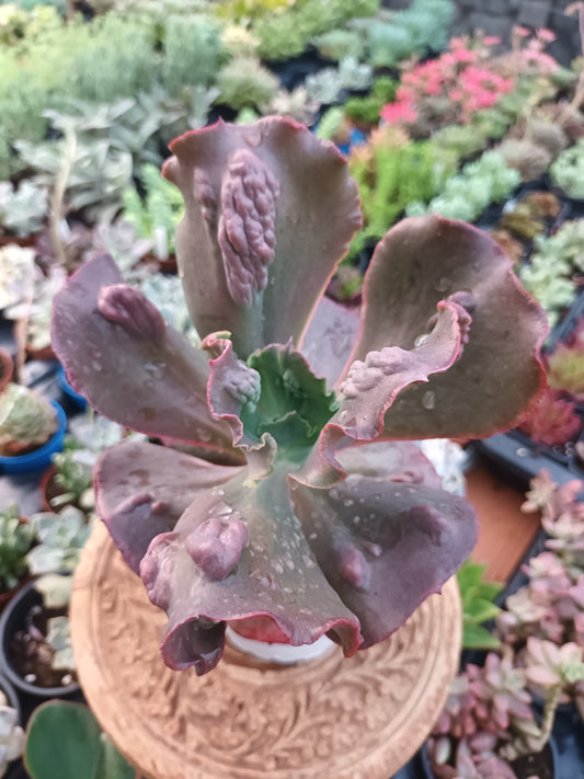 Echeveria Gibbiflora Increíble