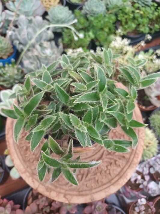Tradescantia somaliensis