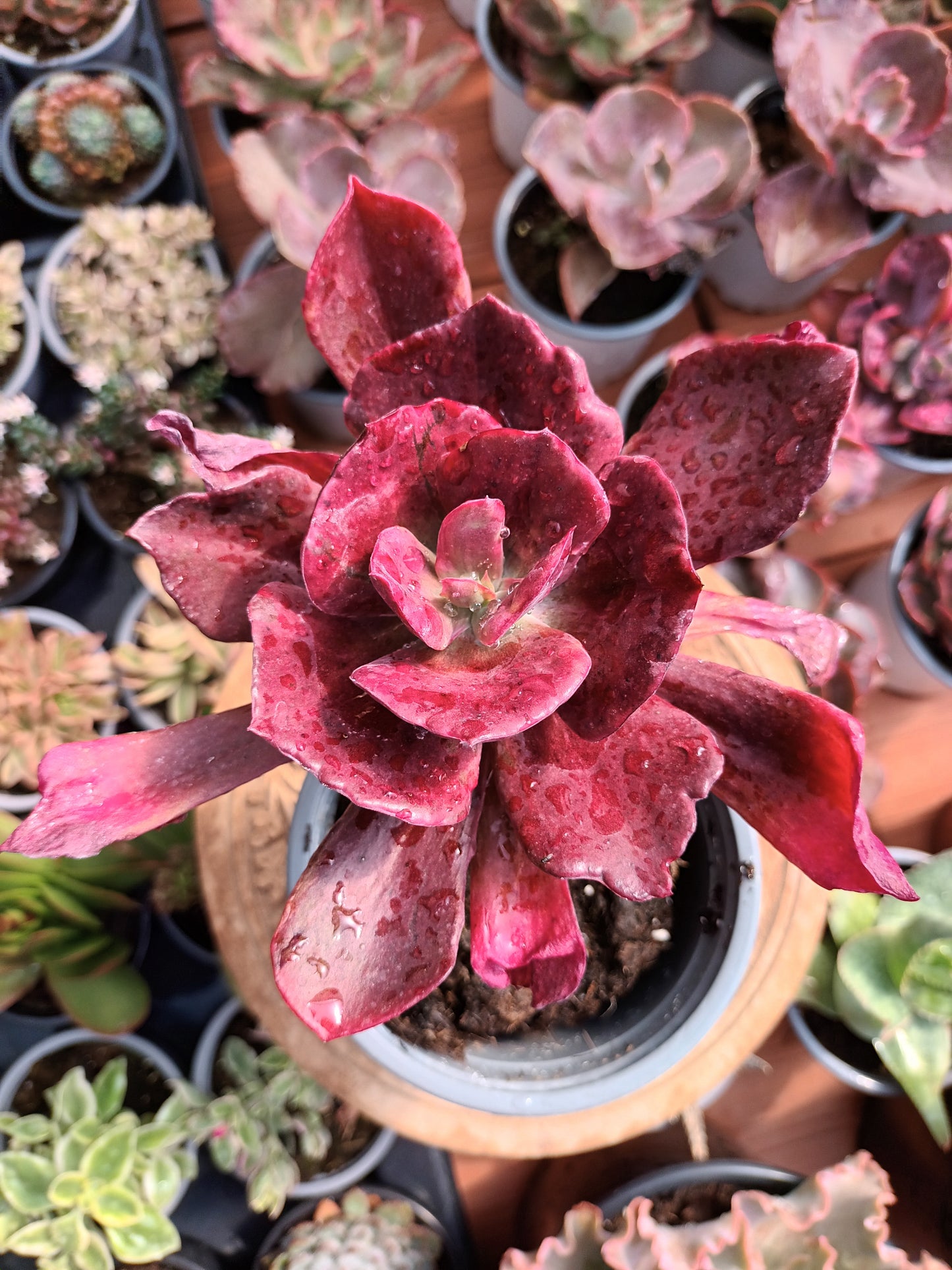 Echeveria Diamond State Monstruosa