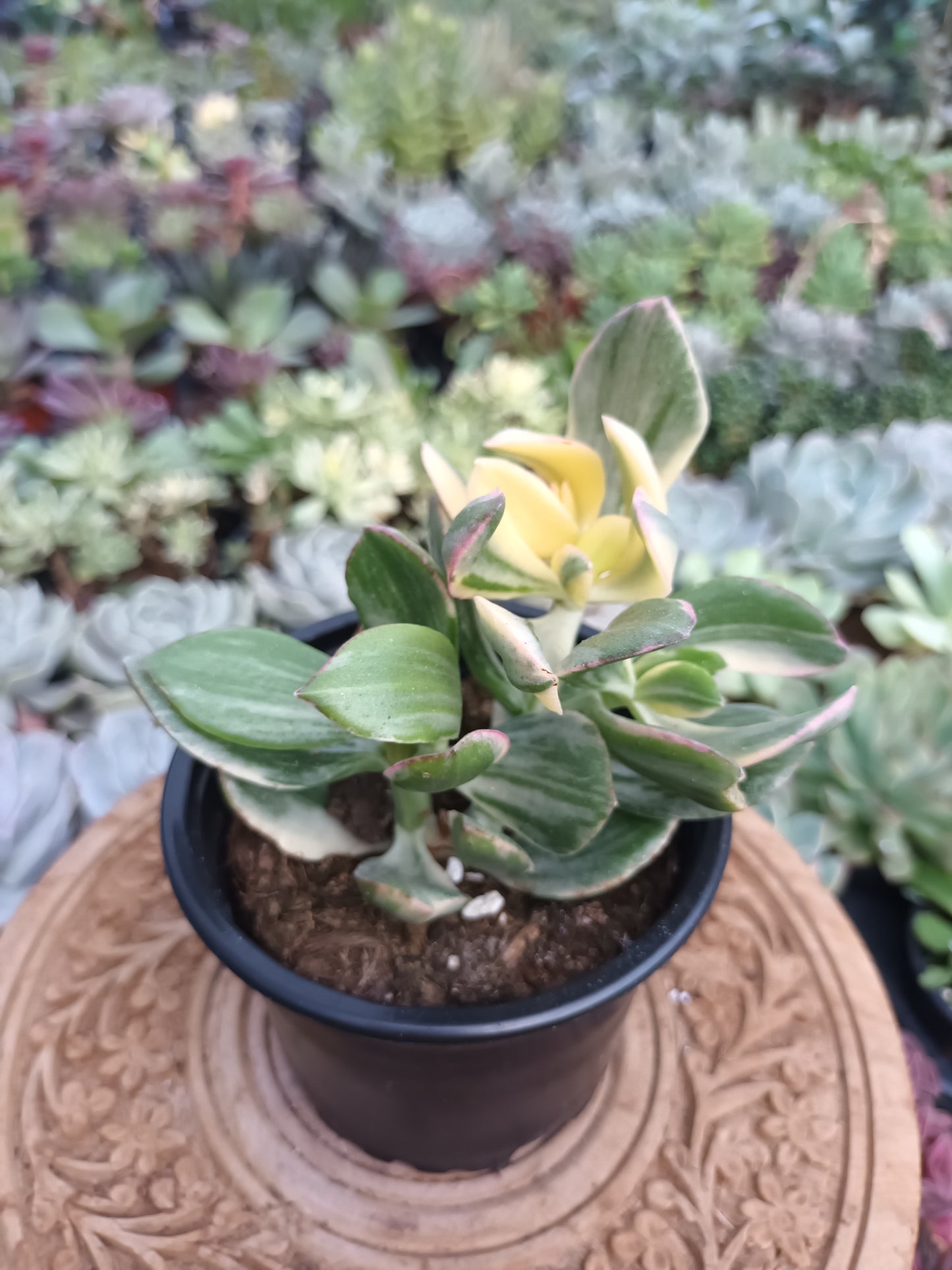 Crassula Ovata Variegata Lemon Lime