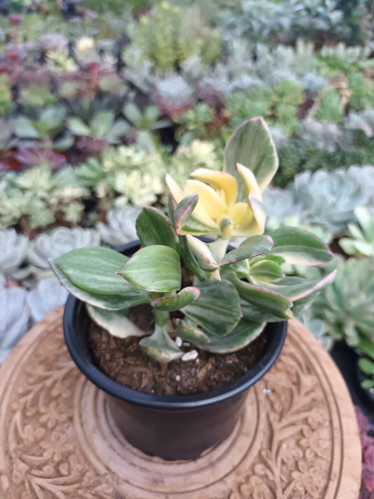 Crassula Ovata Variegata Lemon Lime