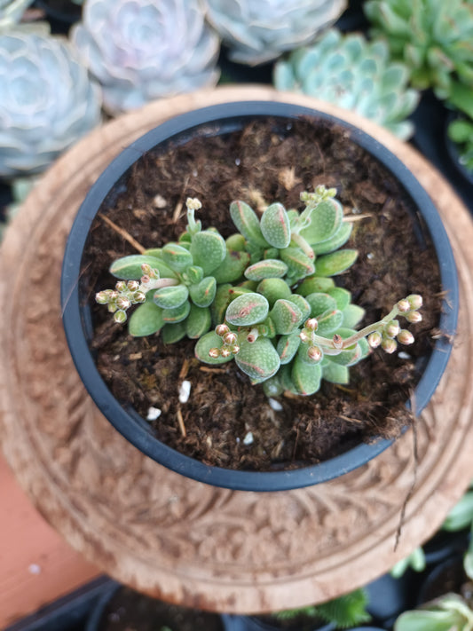 Crassula Ausensis Subs. Titanopsis