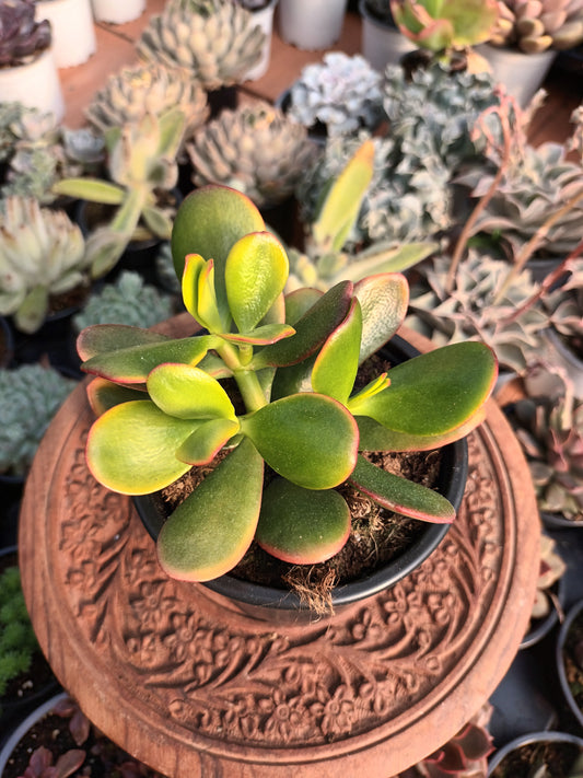Crassula Ovata Hummel's Sunset