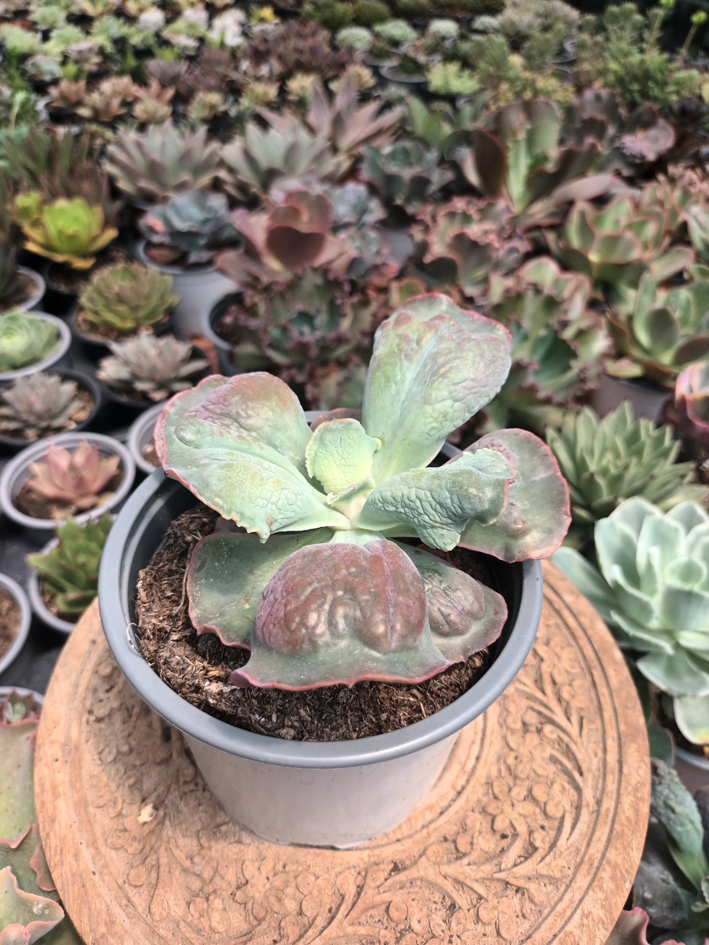 Echeveria Linguas