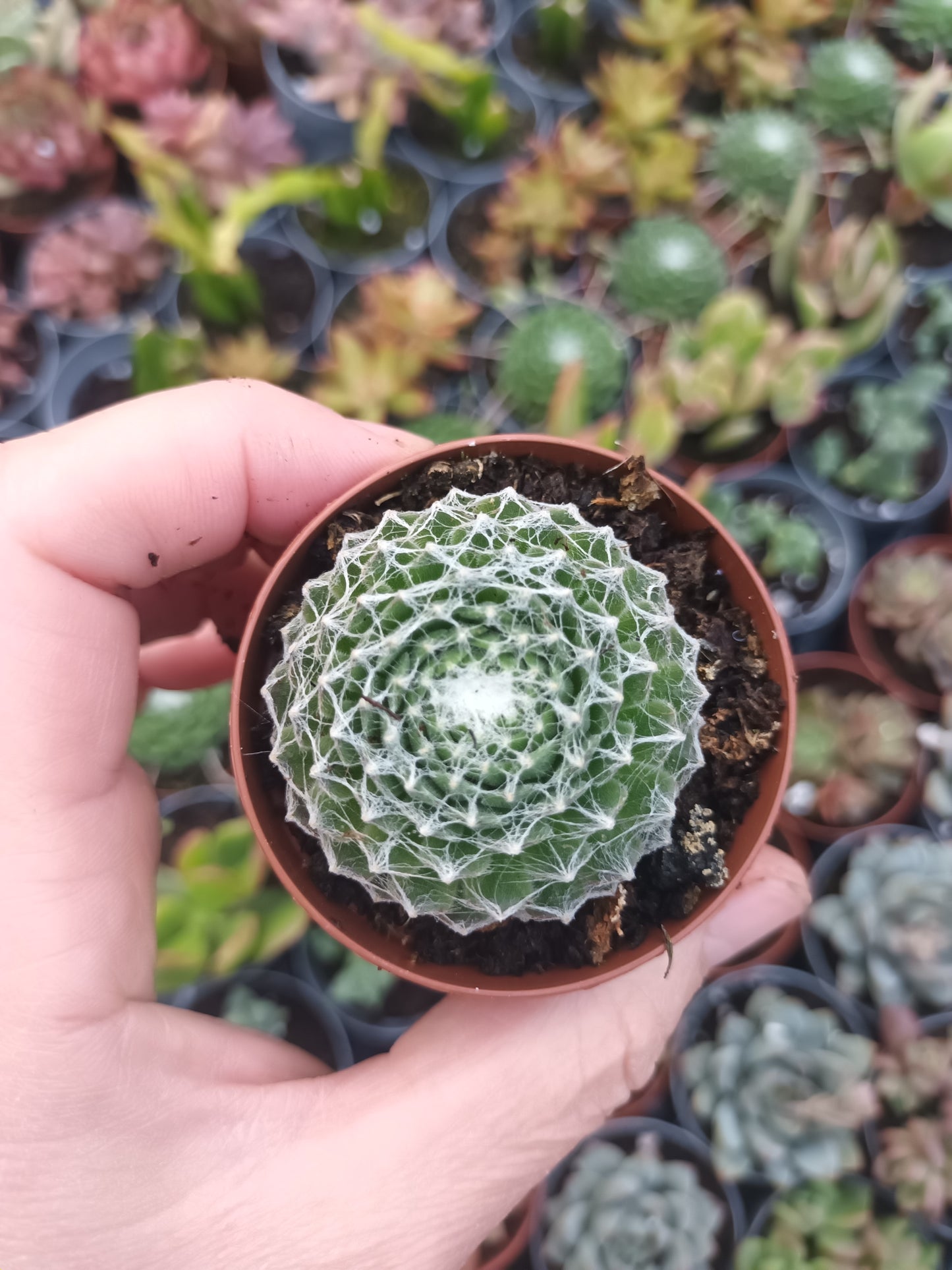 Sempervivum arachnoideum