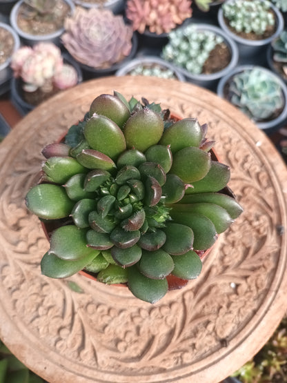 Echeveria scorpio