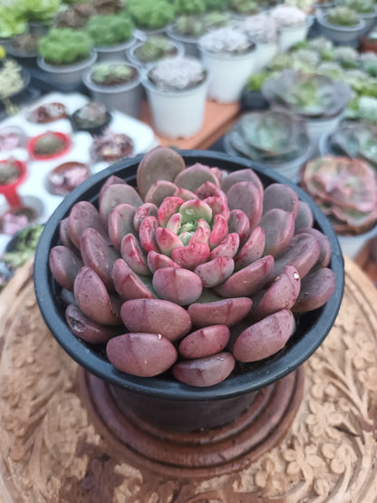 Graptoveria bashful