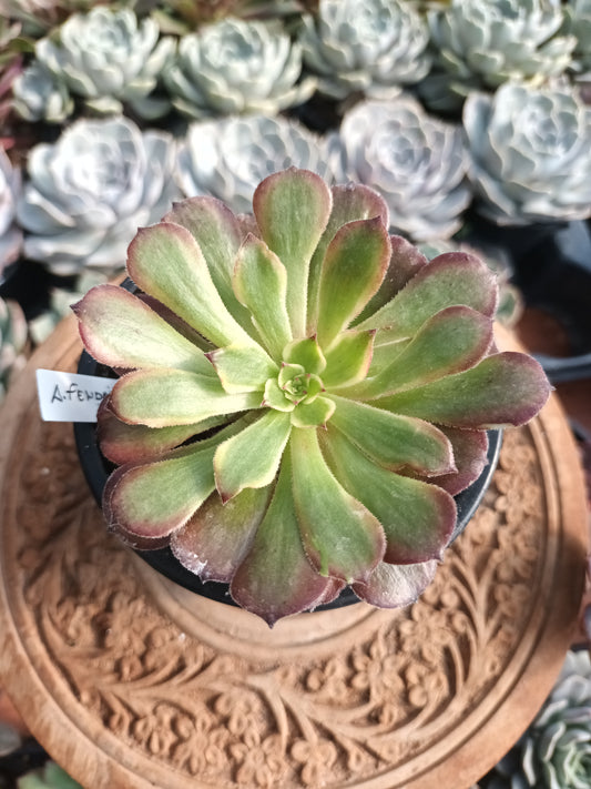 Aeonium fendai