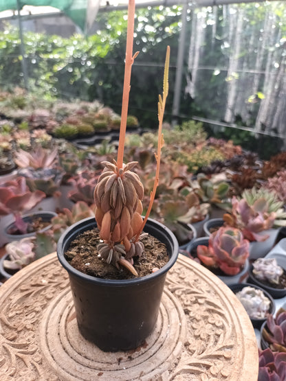 Peperomia 'Asperula'