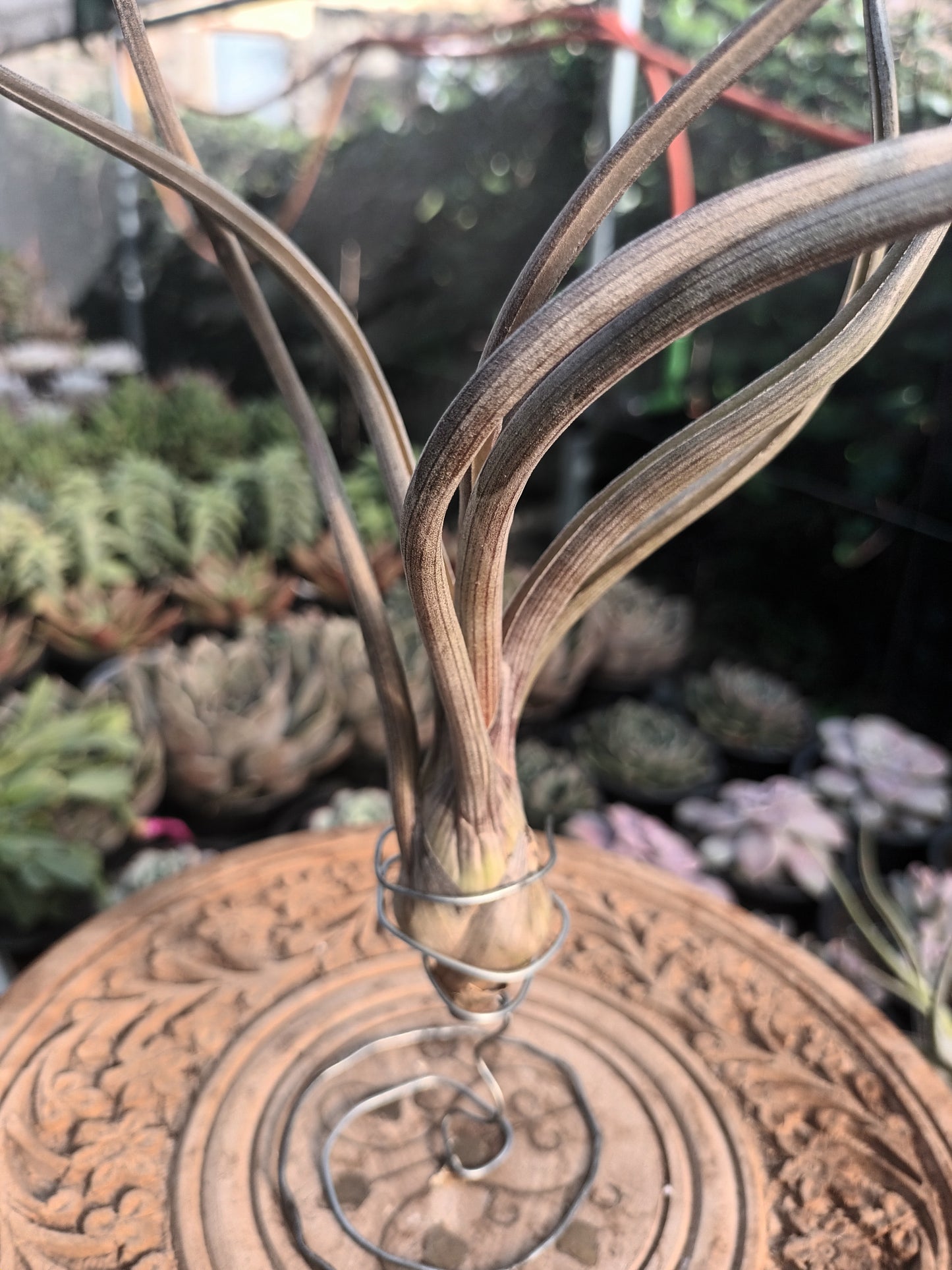 Tillandsia pseudobaileyi - M