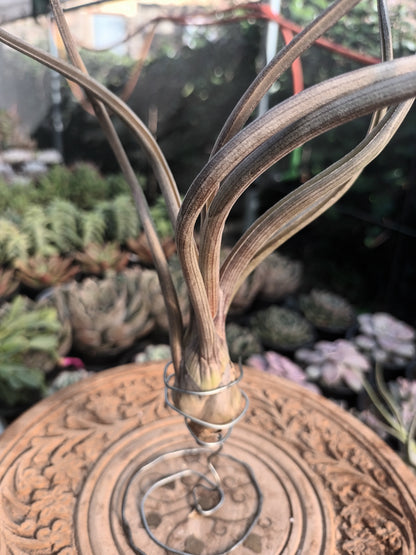 Tillandsia pseudobaileyi - M