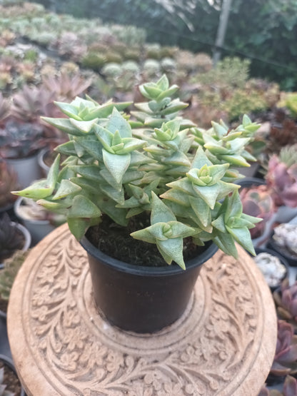 Crassula rupestris 'Daruma Star'