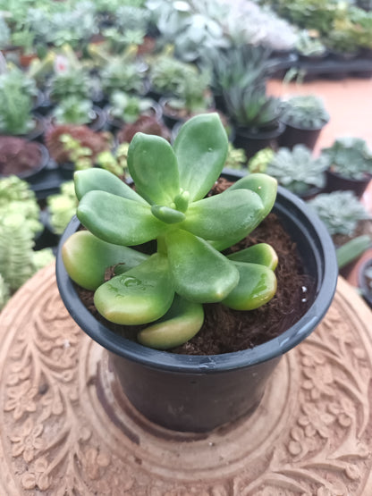 Cremnophila linguifolia