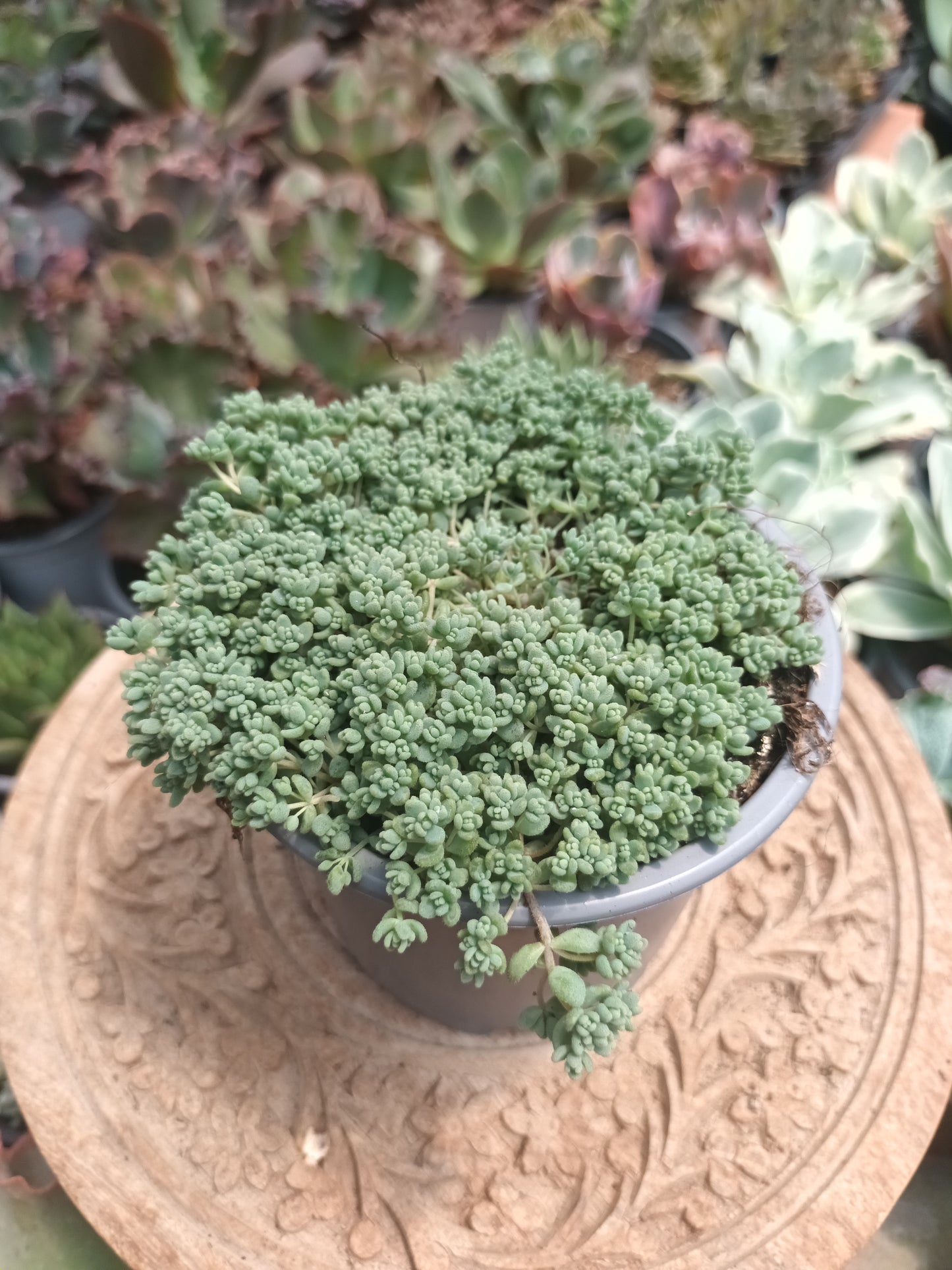 Sedum dasipillum minor