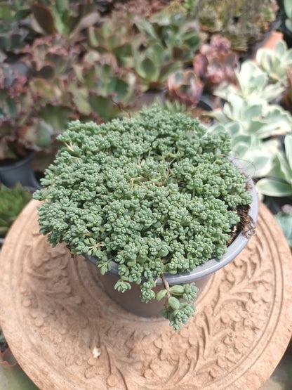 Sedum dasipillum minor