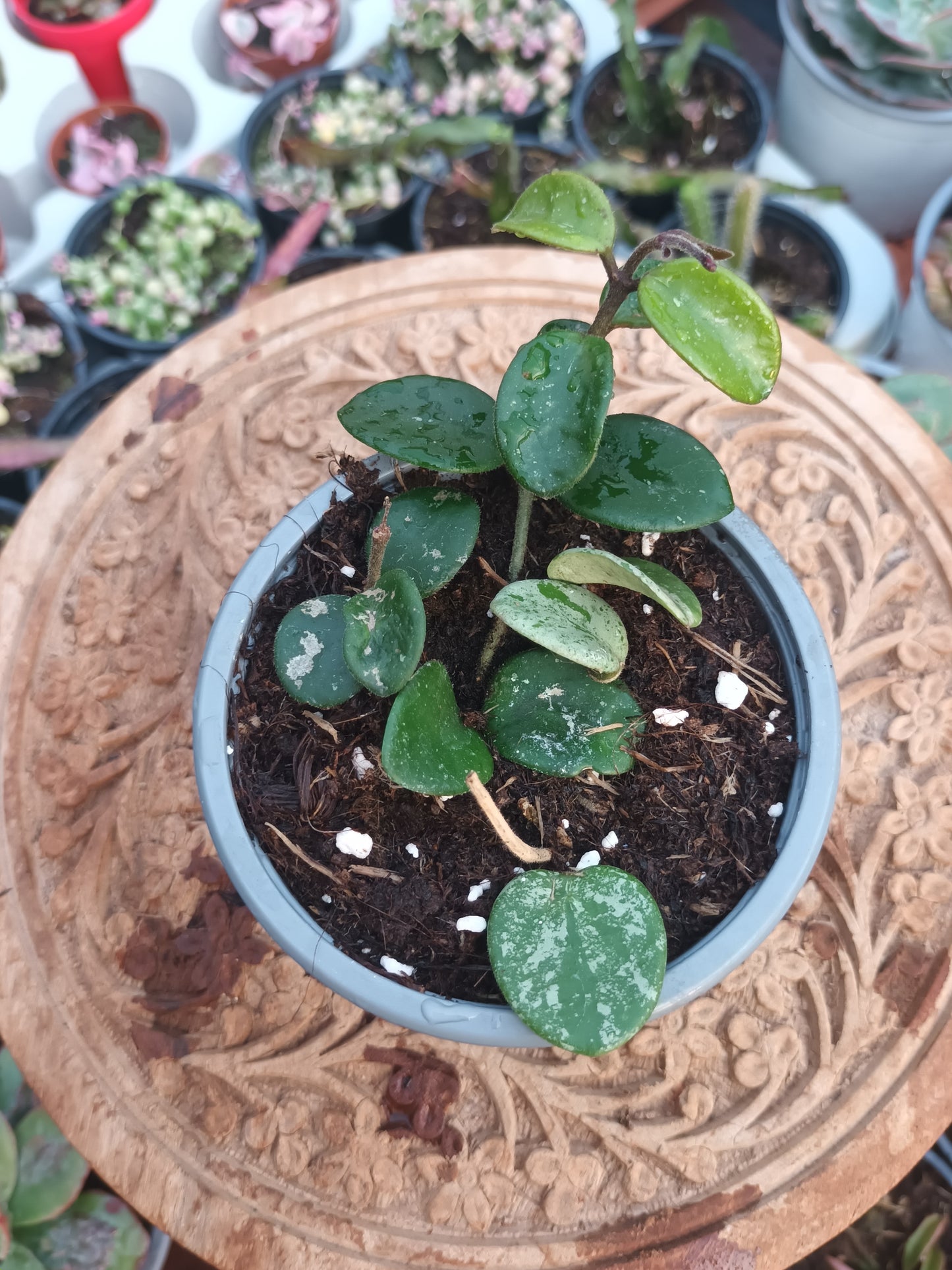 Hoya Mathilde Splash