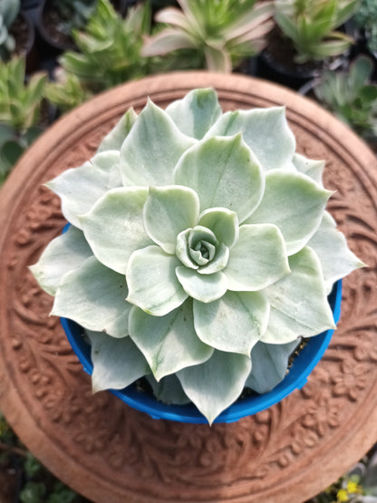 Echeveria Silver Queen variegata