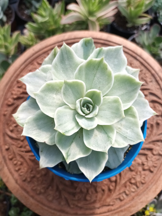 Echeveria Silver Queen variegata