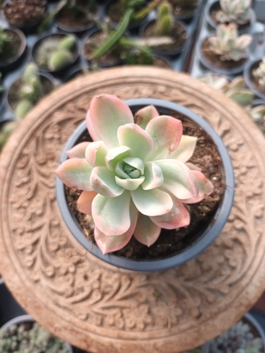 Graptoveria Fantome Variegata