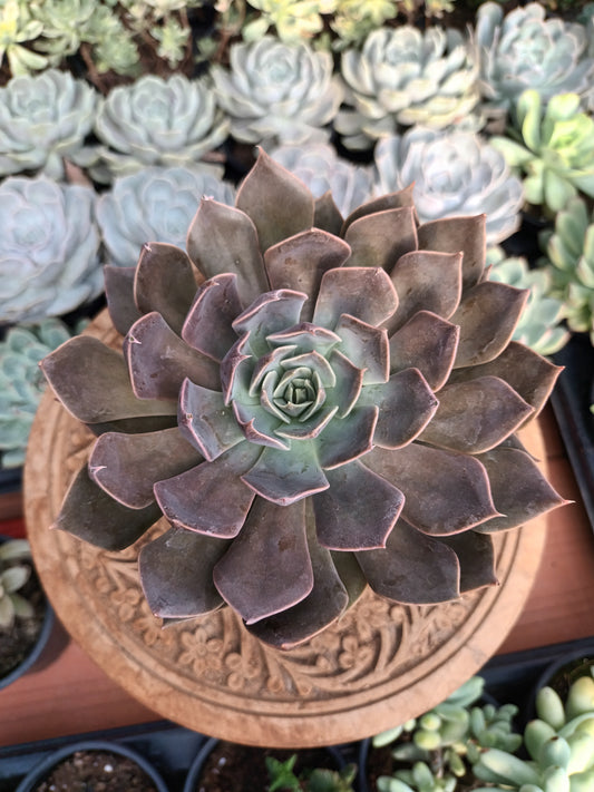 Echeveria rejoice