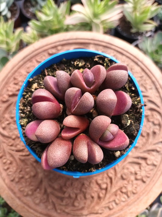 Pleiospilos nelii 'Royal Flush'