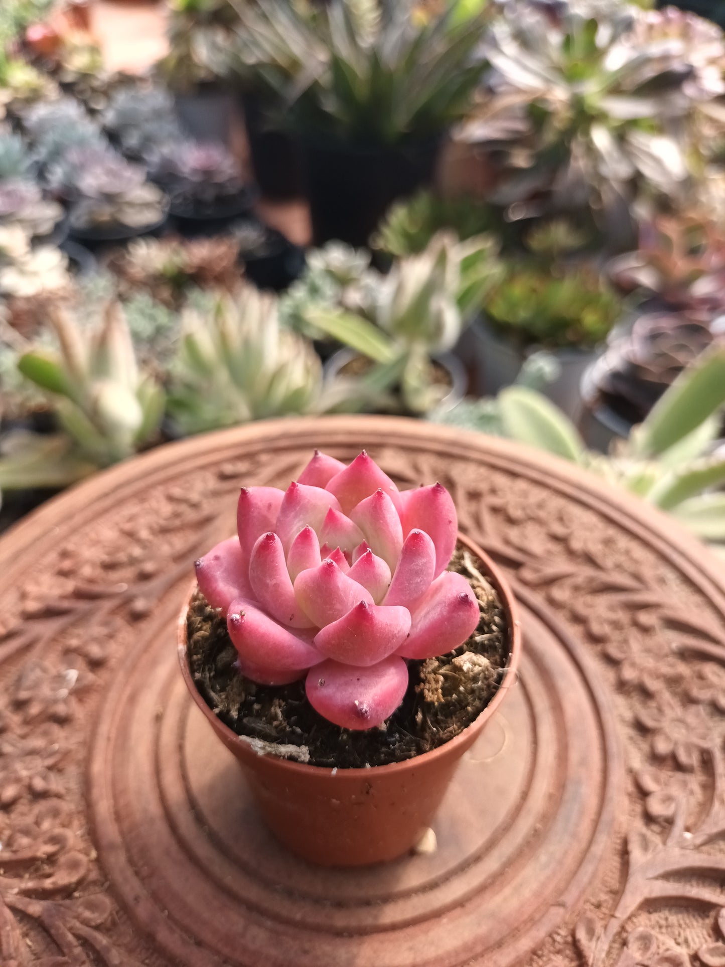 Echeveria colorata 'auténtica'