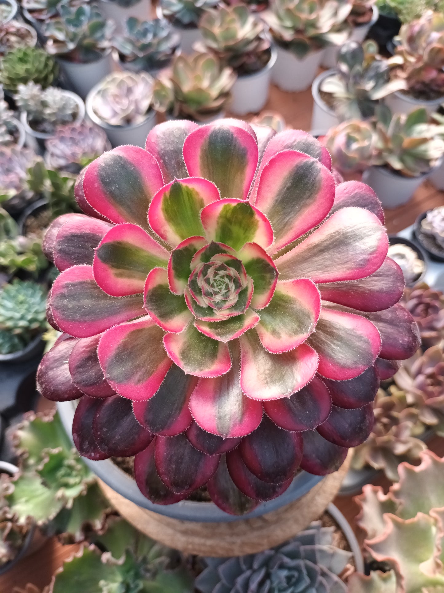 Aeonium chanel