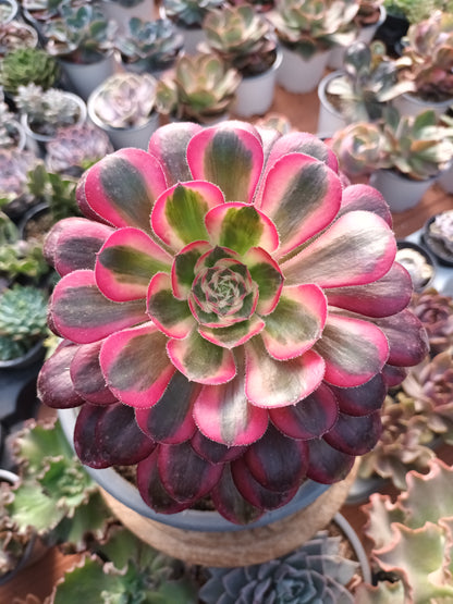 Aeonium chanel