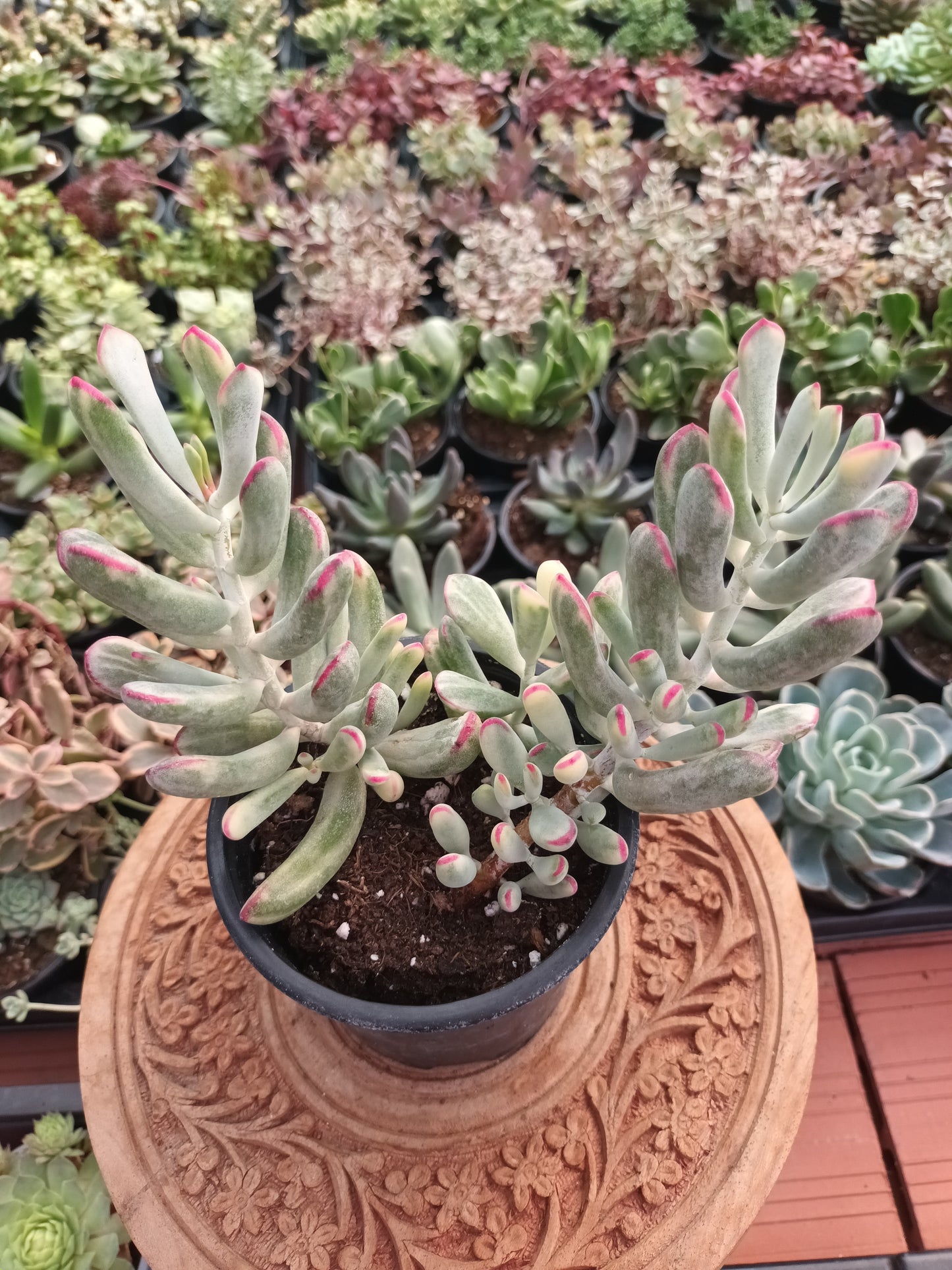 Cotyledon orbiculata var.flanaganii variegata