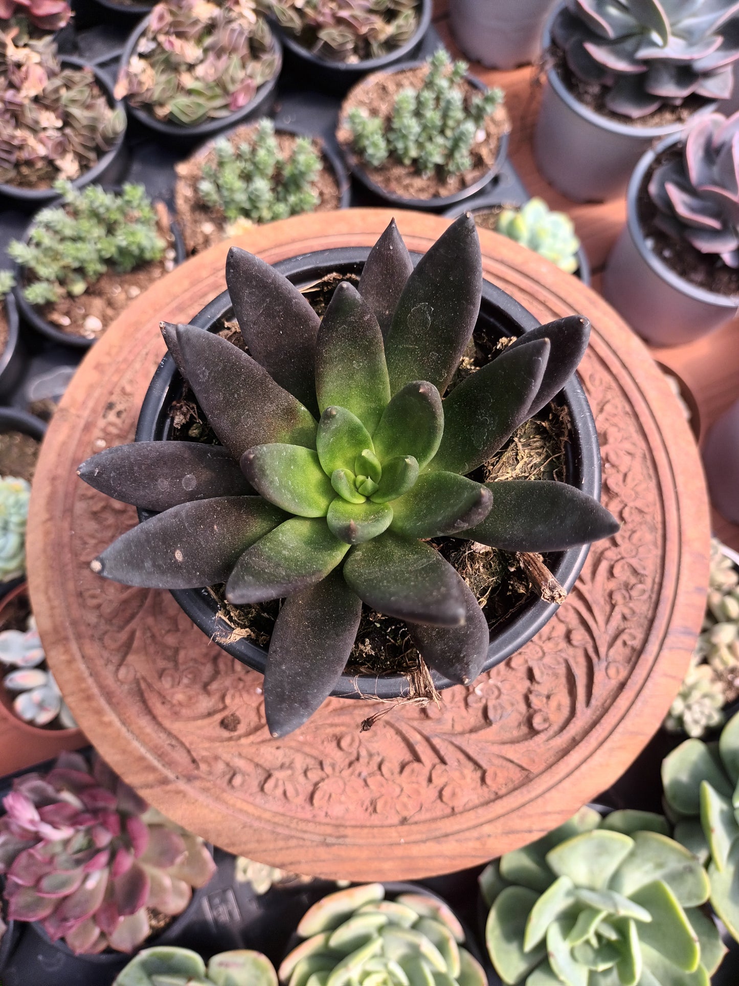Echeveria affins