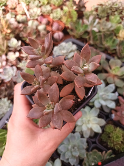 Graptosedum bronce