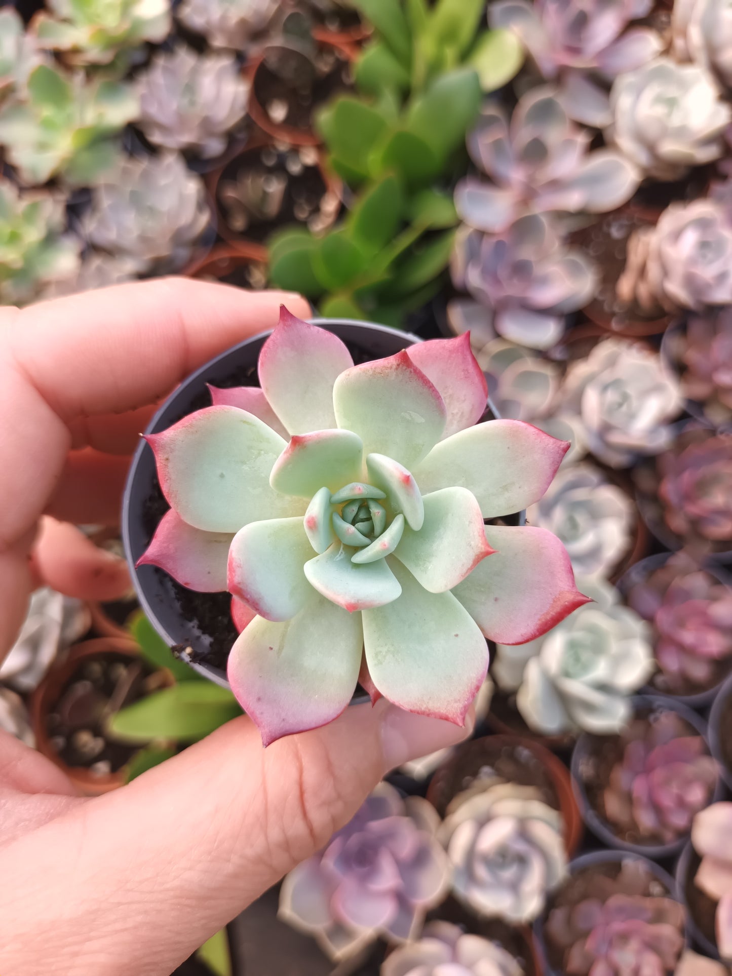 Echeveria laurensis azulita