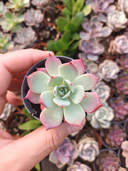 Echeveria laurensis azulita