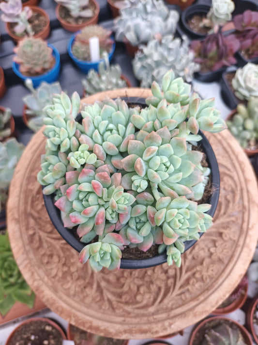 Echeveria prolífica